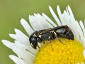 Hylaeus sp.